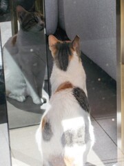 鏡の国のアリスニャン～