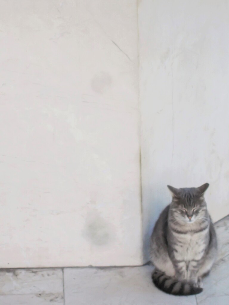 瞑想ニャン～～