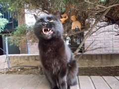 はーはー　はーく　マスク！　しょん！.。o○