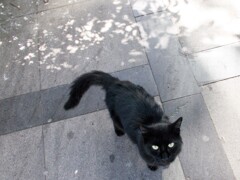 黒たん　木漏れ日と一緒に素敵よ～*★✶*