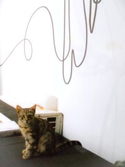 お頭の中は　へのへのもへじ～～