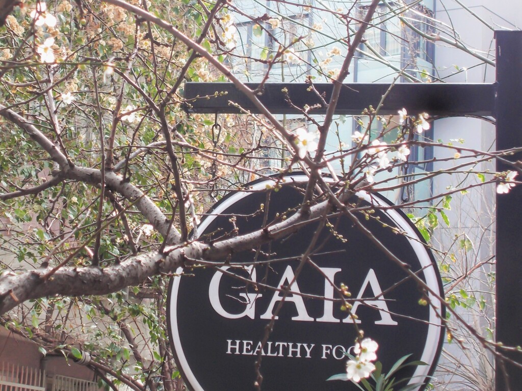 杏のちっちゃな花が咲いたよ～❀