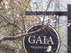 杏のちっちゃな花が咲いたよ～❀