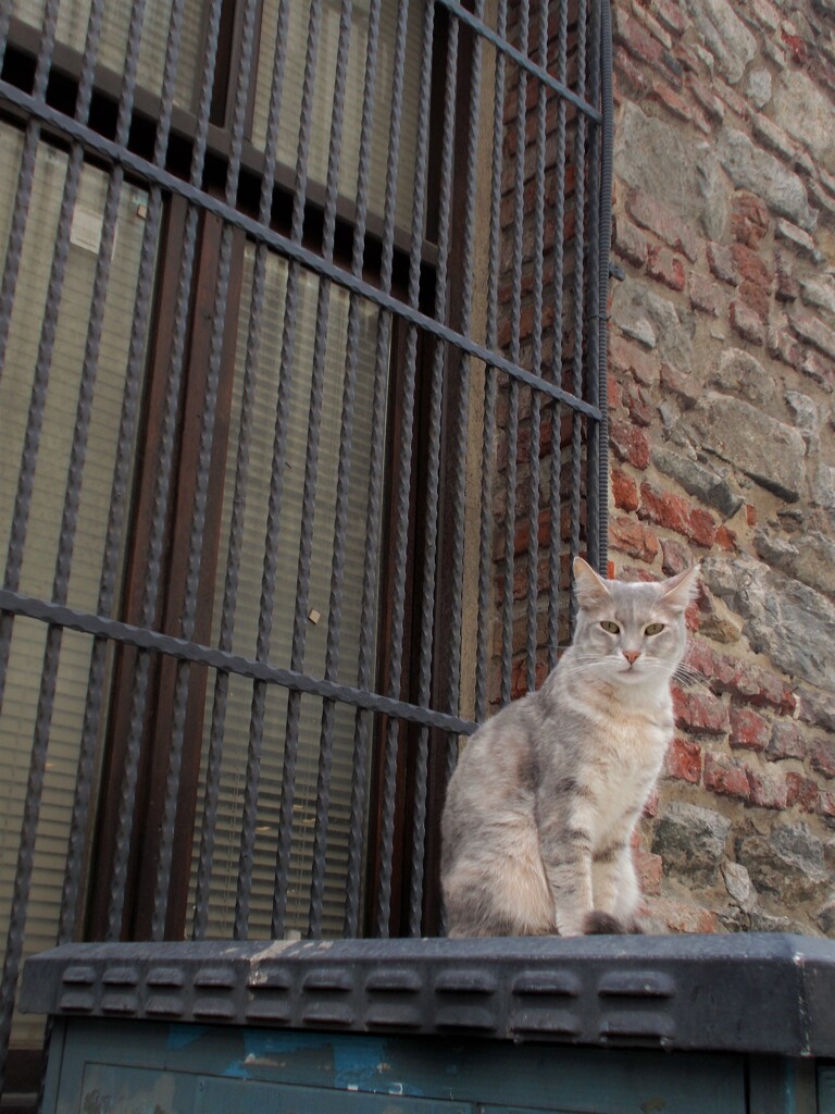 猫は人間の言葉を100％理解できるそう…