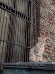 猫は人間の言葉を100％理解できるそう…