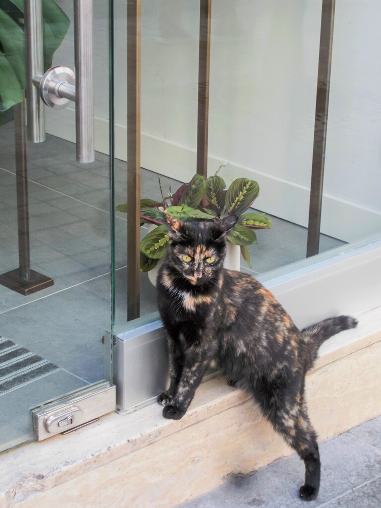 後ろ足をちょっと外して～ポーズのお澄ましサビたん～♡