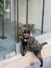 後ろ足をちょっと外して～ポーズのお澄ましサビたん～♡