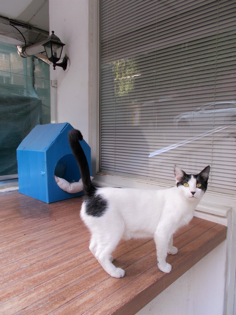 これ　自慢のお家ニャノ～～♡♪