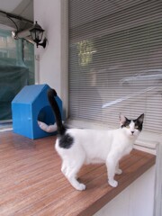 これ　自慢のお家ニャノ～～♡♪