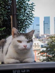 おいらが大将～☆