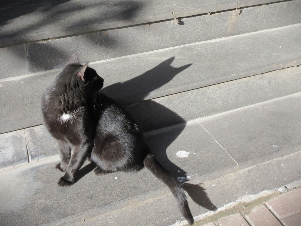 黒たんのシャドー～★