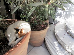 ン～にゃあ～　猫っていいな～♡