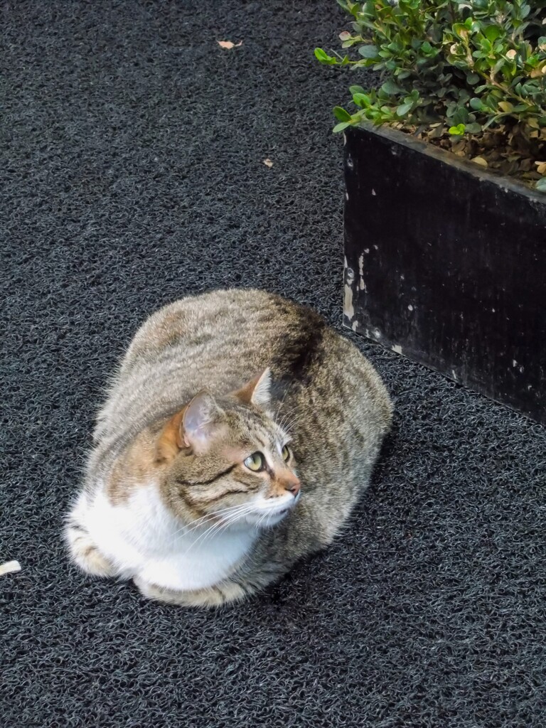 ぼてっ子ちゃんのある朝～♡