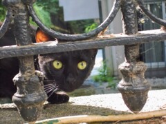 ネコ～緊張編～☆～