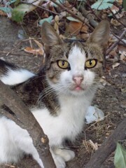 ３匹の子育て中で警戒～～☆