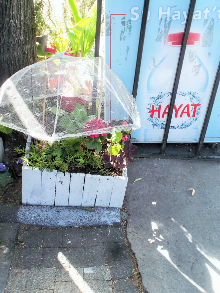 小さなカフェのちっちゃな大事なお花畑～♡