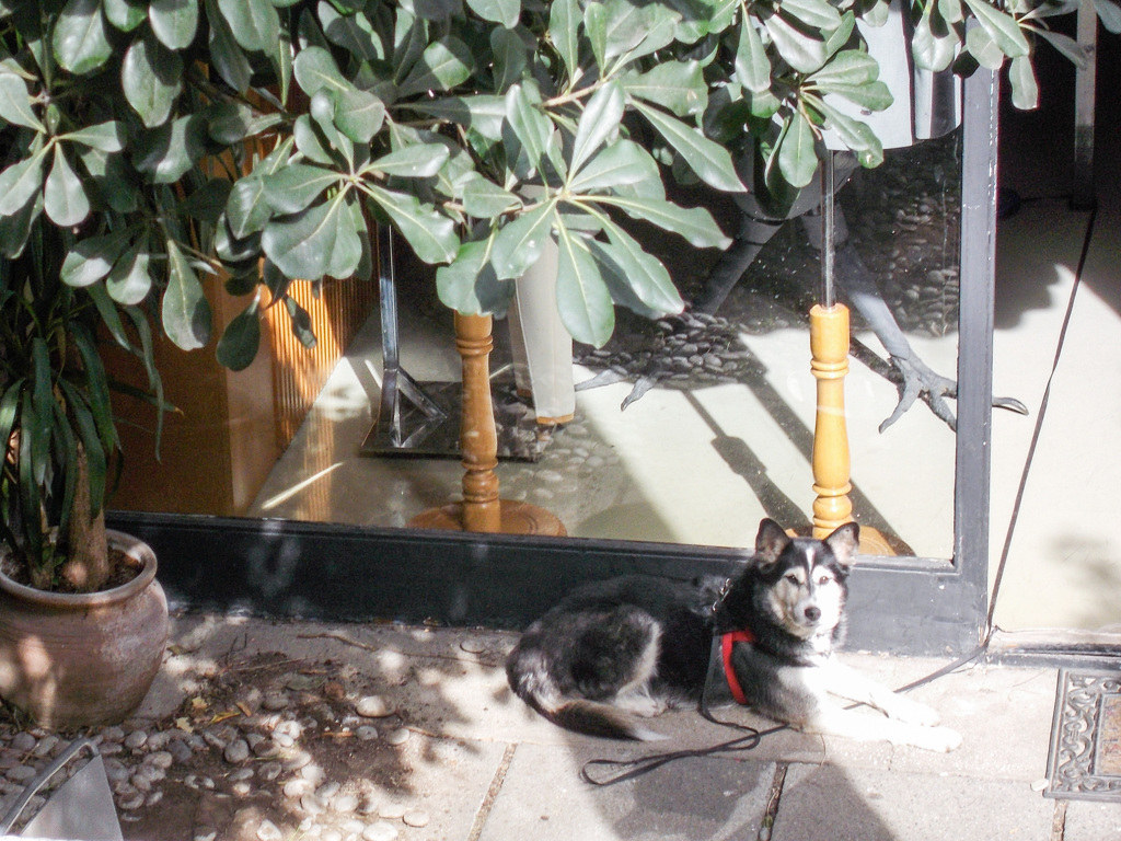 お店のお庭で日向ぼっこ～　長～いリード付き～