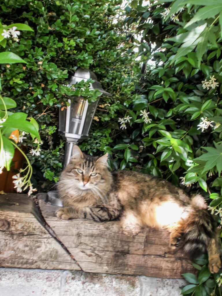 神々しいニャン～✨