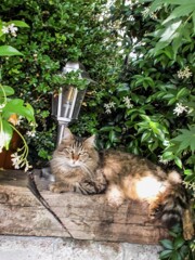 神々しいニャン～✨