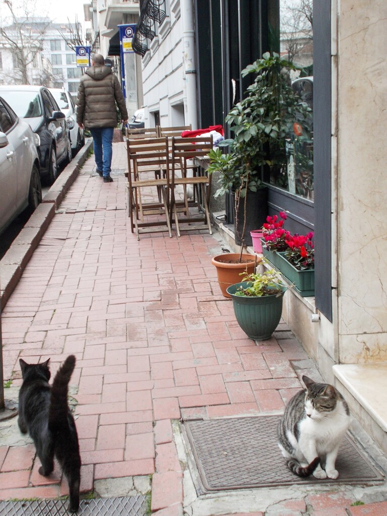 ニャンルールのあるニャン道路～