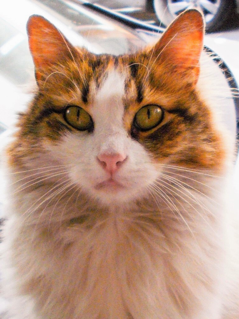 きれいでしょ？　ミス・イスタンブール野良ニャン～☆