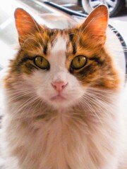 きれいでしょ？　ミス・イスタンブール野良ニャン～☆