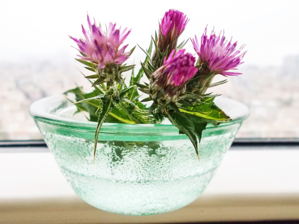 道端からトゲトゲあざみ＊　買い出しからのお土産～