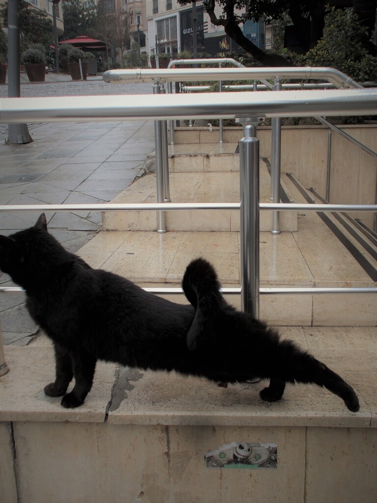 黒たん　急に伸びるんだもん…　お顔が切れちゃった…