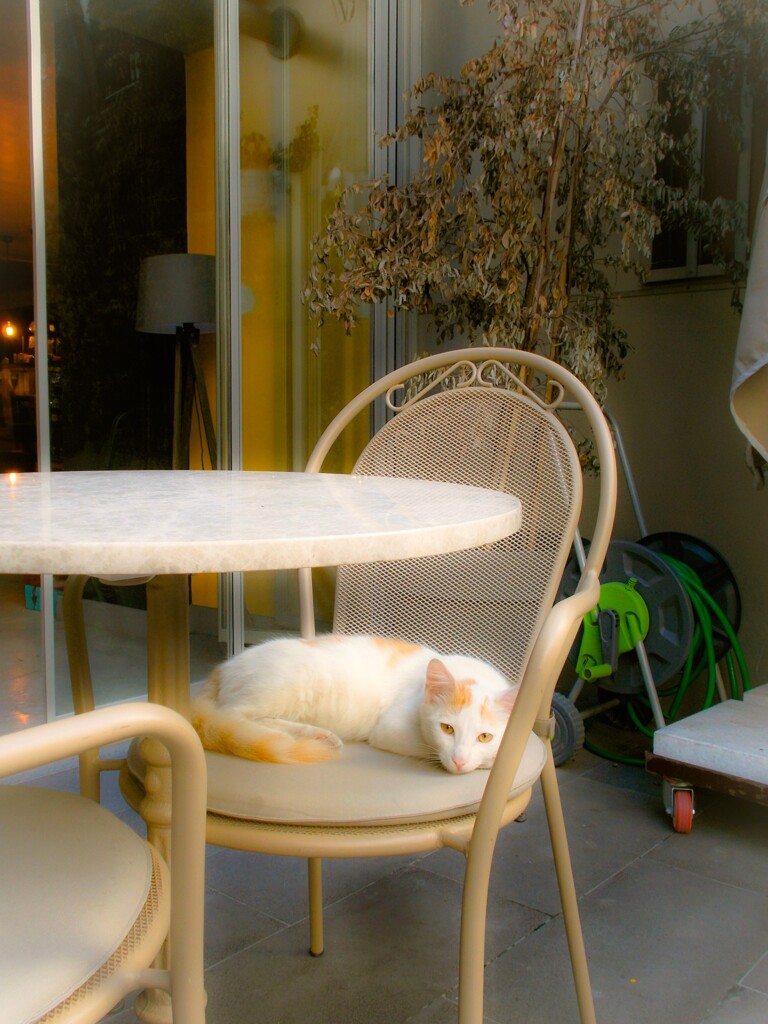 カフェラテ～☆