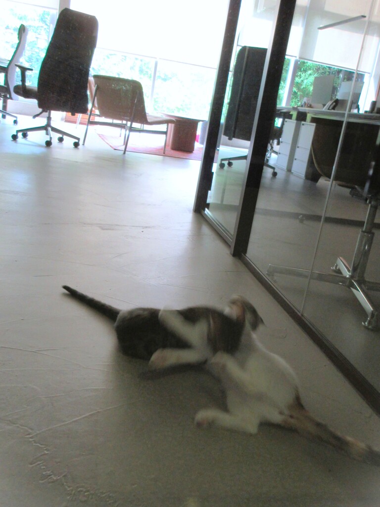 ふわふわ～ブレブレ～～羽みたいなニャンズのレスリング～♪