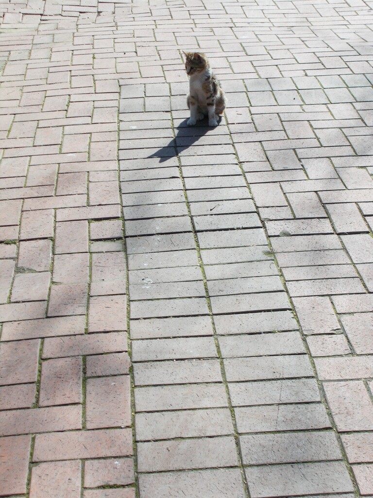 独り立ちしたニョ・・・