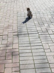 独り立ちしたニョ・・・