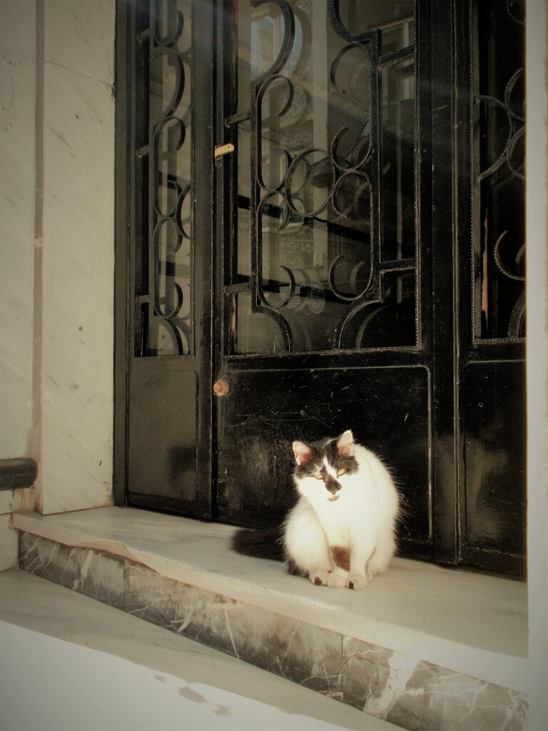 ちょっと怪しい雰囲気ニャ～～