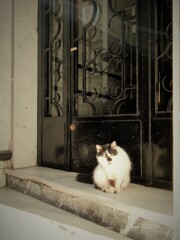 ちょっと怪しい雰囲気ニャ～～