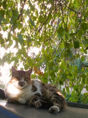 近所のおっちゃん～♡