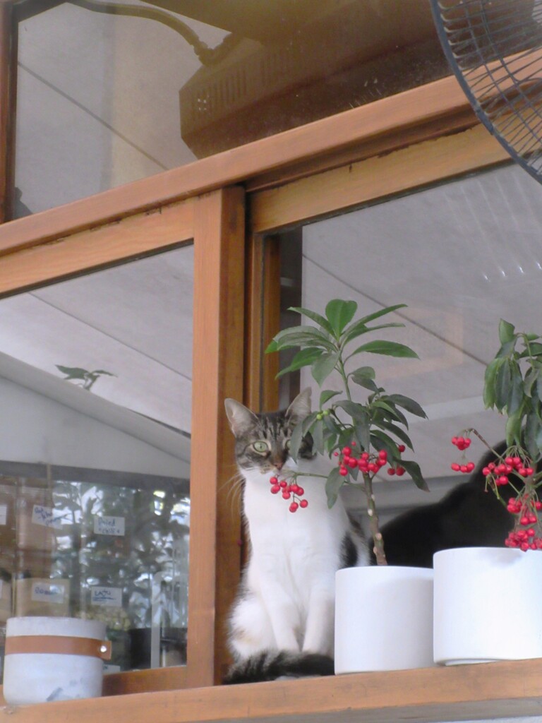 まだ…引っ込み思案ニャ子…♡