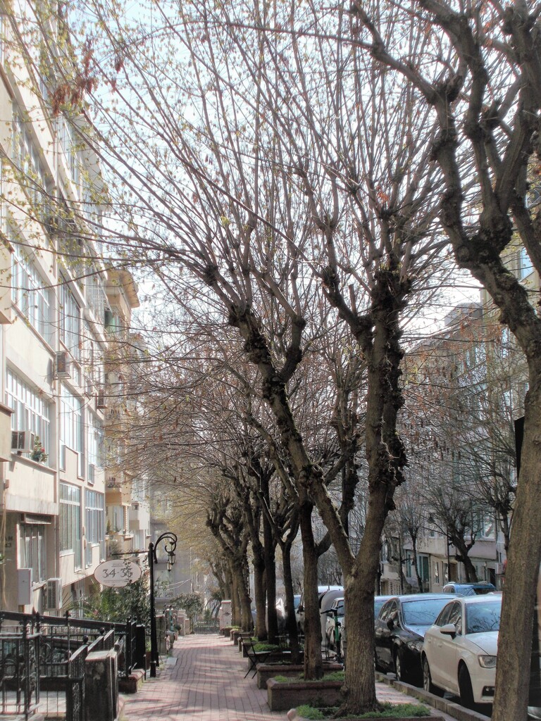 ここでも芽吹きが始まったよ～♪