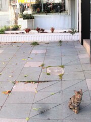 チビたんヒョッコリ～～♪