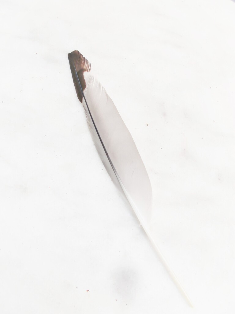 拾い上げたカモメの羽…先端が折れてた…