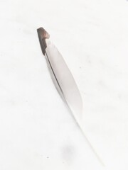 拾い上げたカモメの羽…先端が折れてた…