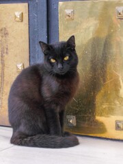 コロナ退治隊ニャノだ！