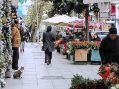 新年を祝う Kokina çiçeği～