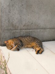 ゴロン.。o○爆睡ニャン～.。o○～