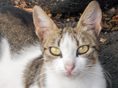 お耳　長いのね！