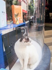 カプセル　ニャン～