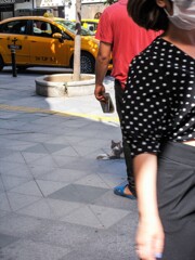 ここはどこニャ？！？