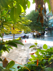 雨上がり～～季節の緑和え～～