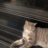 金色の眼～☆