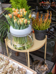 脆い季節外れのチュウリップを守るにゃ～