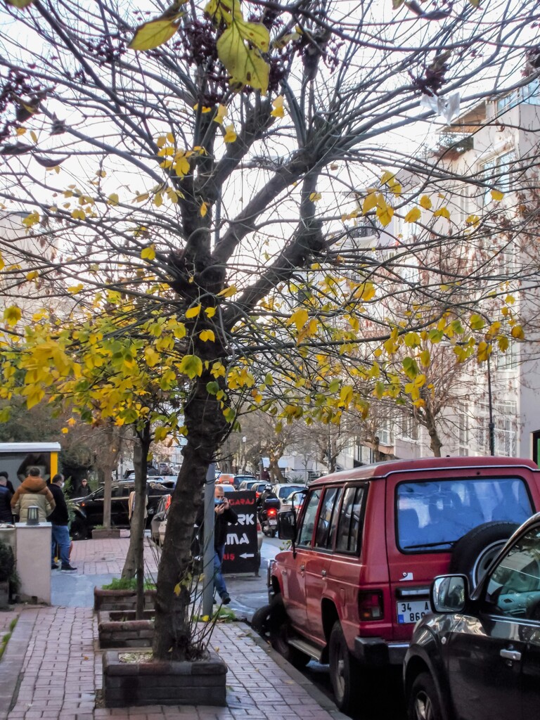 紅い車～　冬木立の中～